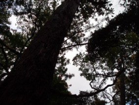 http://blog.cnobi.jp/v1/blog/user/53fcee40803de136cae09155c36f843b/1296563479