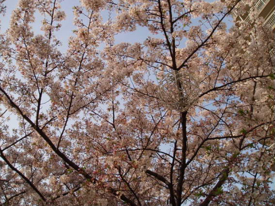 http://blog.cnobi.jp/v1/blog/user/53fcee40803de136cae09155c36f843b/1304265493