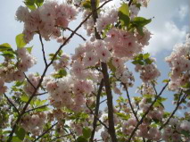 http://blog.cnobi.jp/v1/blog/user/53fcee40803de136cae09155c36f843b/1307981850
