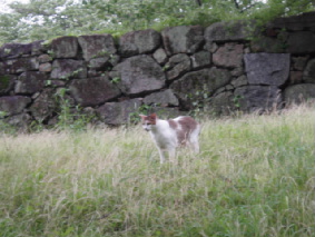 http://blog.cnobi.jp/v1/blog/user/53fcee40803de136cae09155c36f843b/1317037071