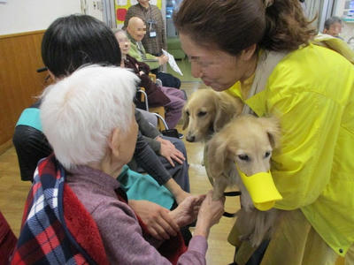 アヒルの口をしたダックスフント