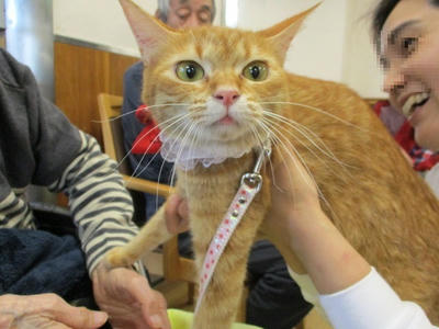 ねこが挨拶にまわる