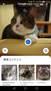 Googlelens検索で猫をうつしてみた