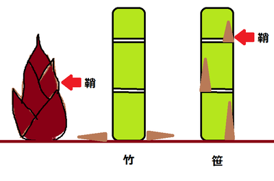 竹と笹の違いのイメージ図