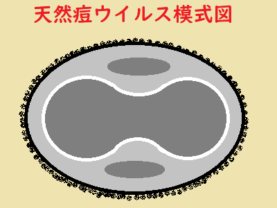 天然痘ウイルス模式図