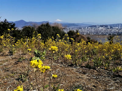 円山花木園　菜の花