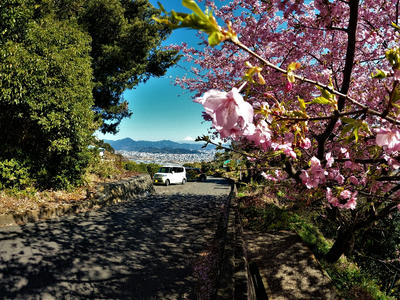 円山花木園　桜
