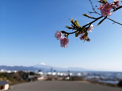 日本平さくら公園の桜
