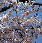 20090401.jpg