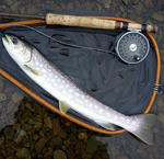 20090418.jpg