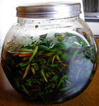 20090505.jpg