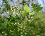 20090518.jpg