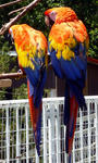 20090720002.jpg