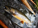 20090919.jpg
