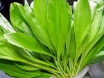 20100516.jpg