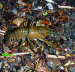 20100603.jpg