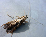 20100619.jpg