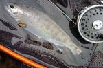 20100711.jpg