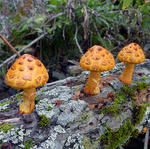 20101004.jpg