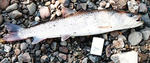 20110218001.jpg