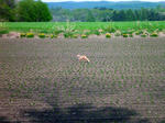20110527001.jpg