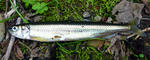 20110604004.jpg