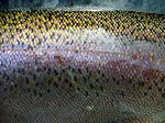20110705002.jpg