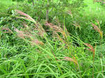 20110813002.jpg