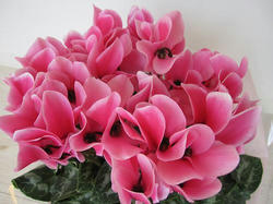 37d694e2.JPG