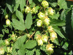 800px-Hopfen3.jpg