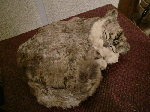 532391e5.gif
