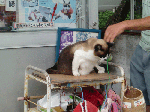 acadb2a1.gif