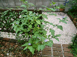 2e515388.gif