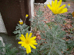 c71df619.gif