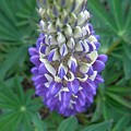 7547919_thumbnail_v1267292531.jpg
