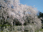 63648d24.gif