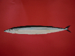 CIMG2248.gif