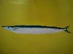 CIMG2249.gif