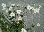 CIMG2261.gif