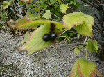 CIMG2308.gif