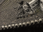 DSC00094.gif