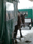 CIMG2442.gif