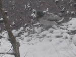 CIMG2458.gif