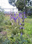 090607_1016~02.JPG