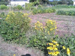 091004_1553~01.JPG