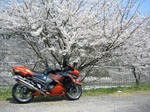 12sakura01.jpg