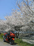 12sakura02.jpg