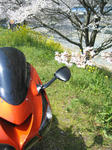 12sakura03.jpg