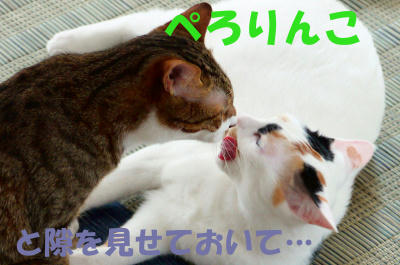 P1050271.jpg