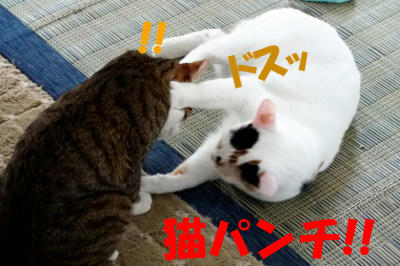 P1050273.jpg